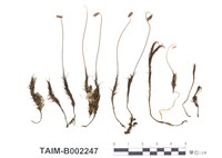 藏品(疣小金髮苔)的圖片